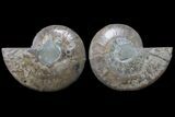 Bargain, Cut & Polished Ammonite Fossil - Madagascar #148021-1